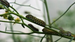 caterpillar, crawling, branches, nature, bug, creature, they, transformation, biology, entomology, vegetable, leaves, garden, transform, they, transformation, transform, transform, transform, transform, transform-4298561.jpg